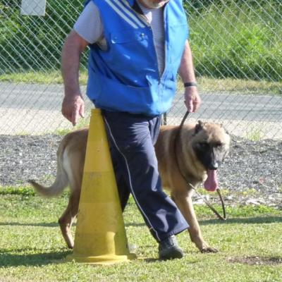 HITO & GUY SUITE EN LAISSE